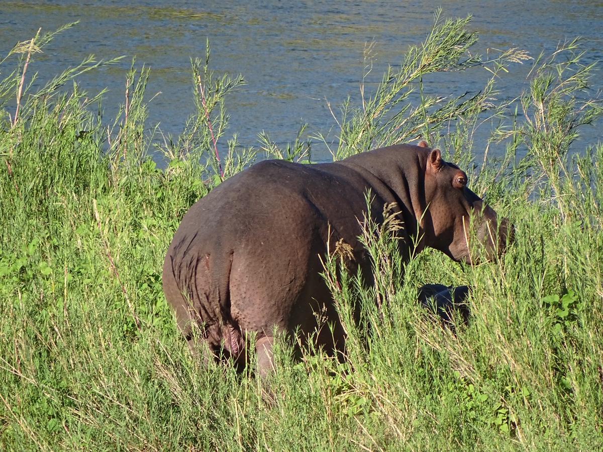 Emhosheni River Lodge Naturschutzgebiet Balule Exterior foto