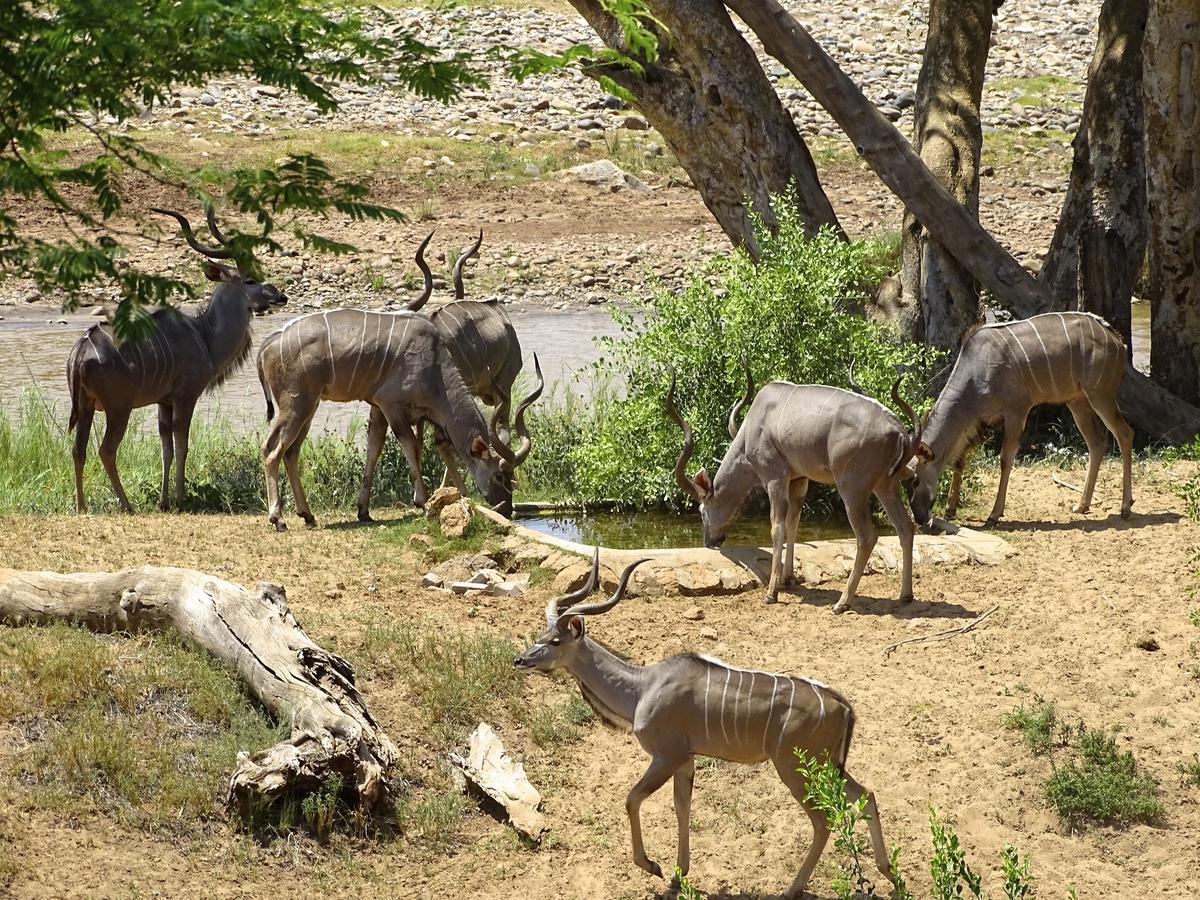 Emhosheni River Lodge Naturschutzgebiet Balule Exterior foto